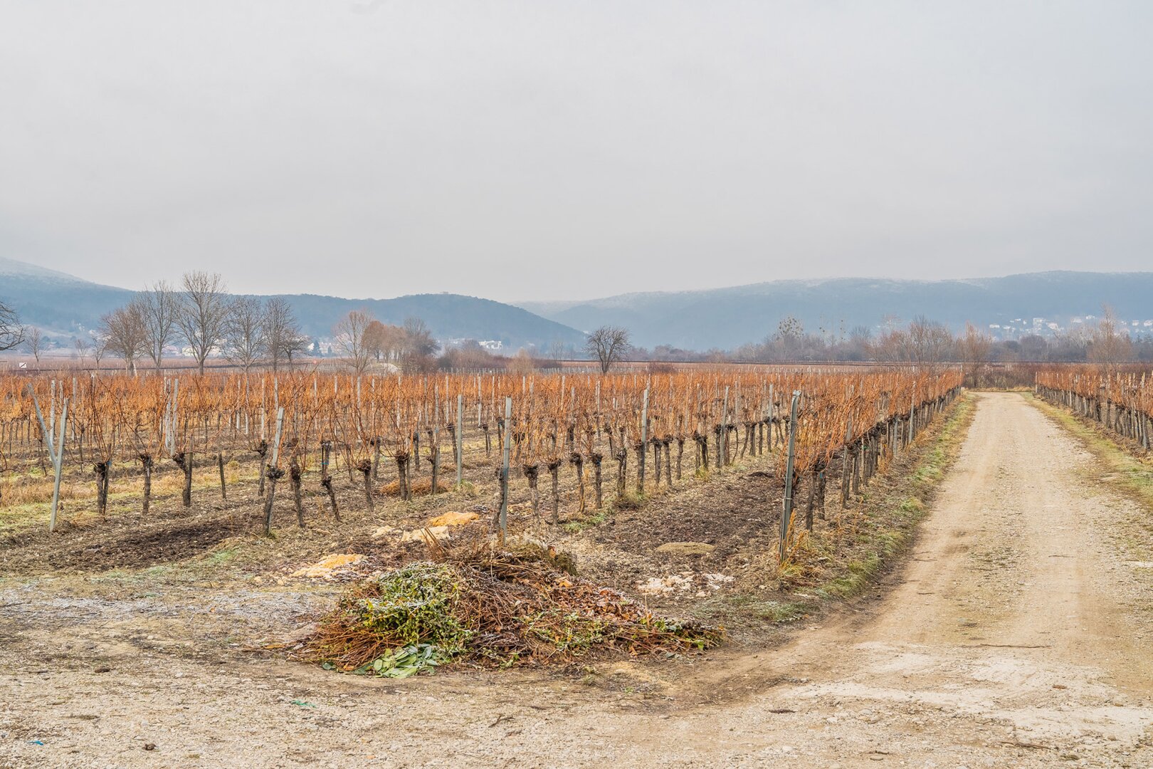 SUPERPREIS IM WEINORT SOOSS ! GRUNDSTÜCK mit BESTANDSGEBÄUDEN