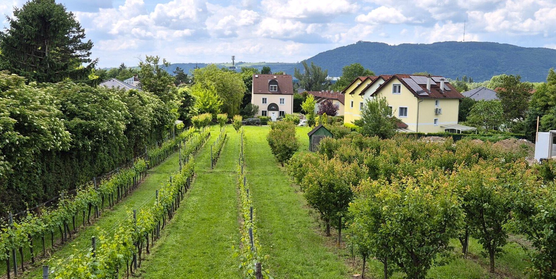 Villenbaugrund (1.335m²) in der Langenzersdorfer Kellergasse am Fuße des Bisambergs